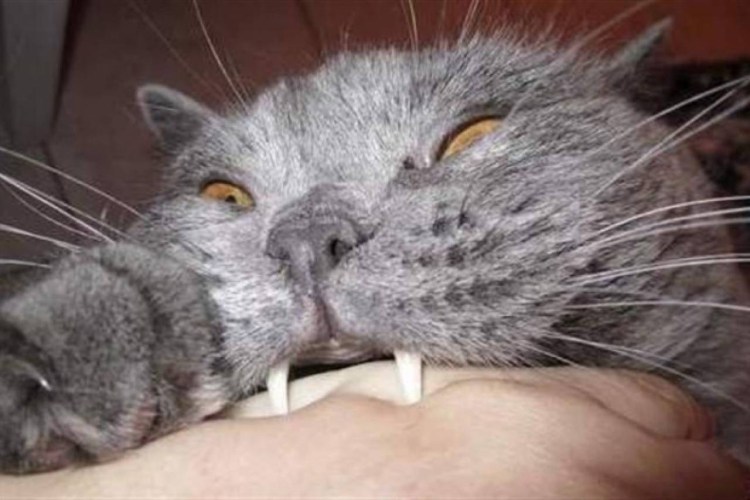 Фибромиосаркома у кошек