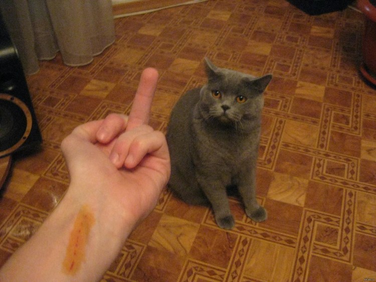 Бешенство памятка