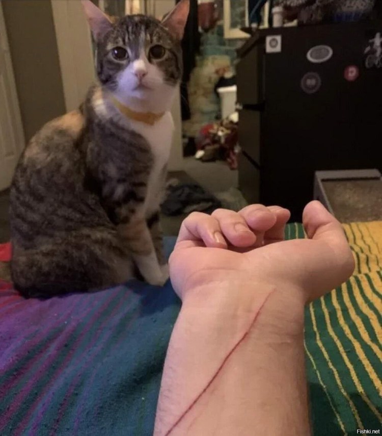 Герпесвирусная инфекция у кошек