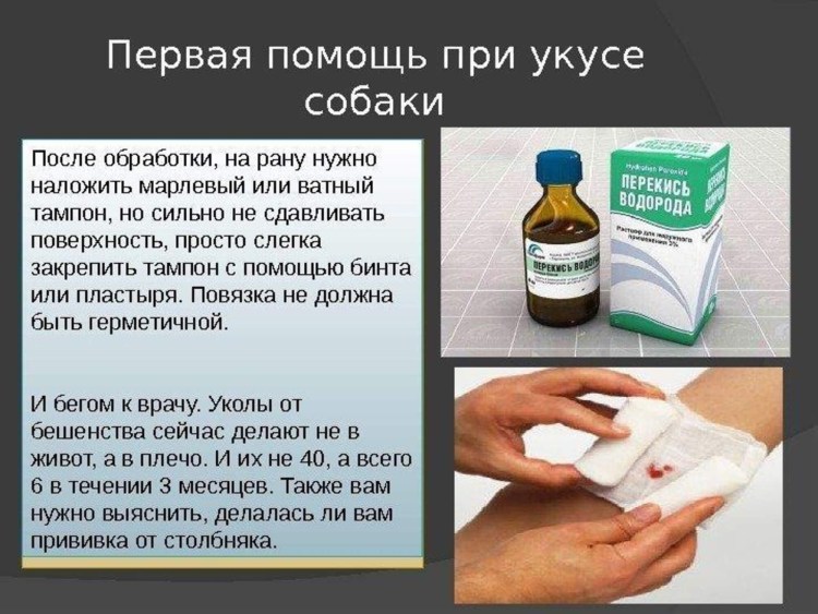 Чесоточный клещ (отодектоз)