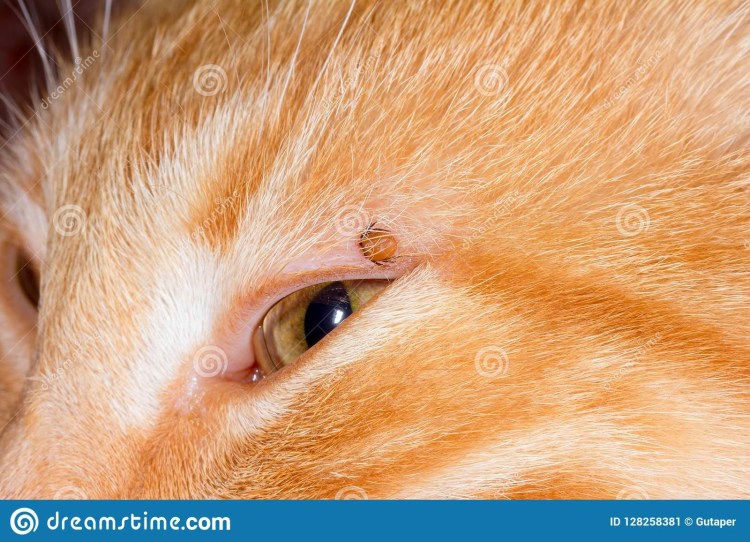 Капать на холку коту от блох