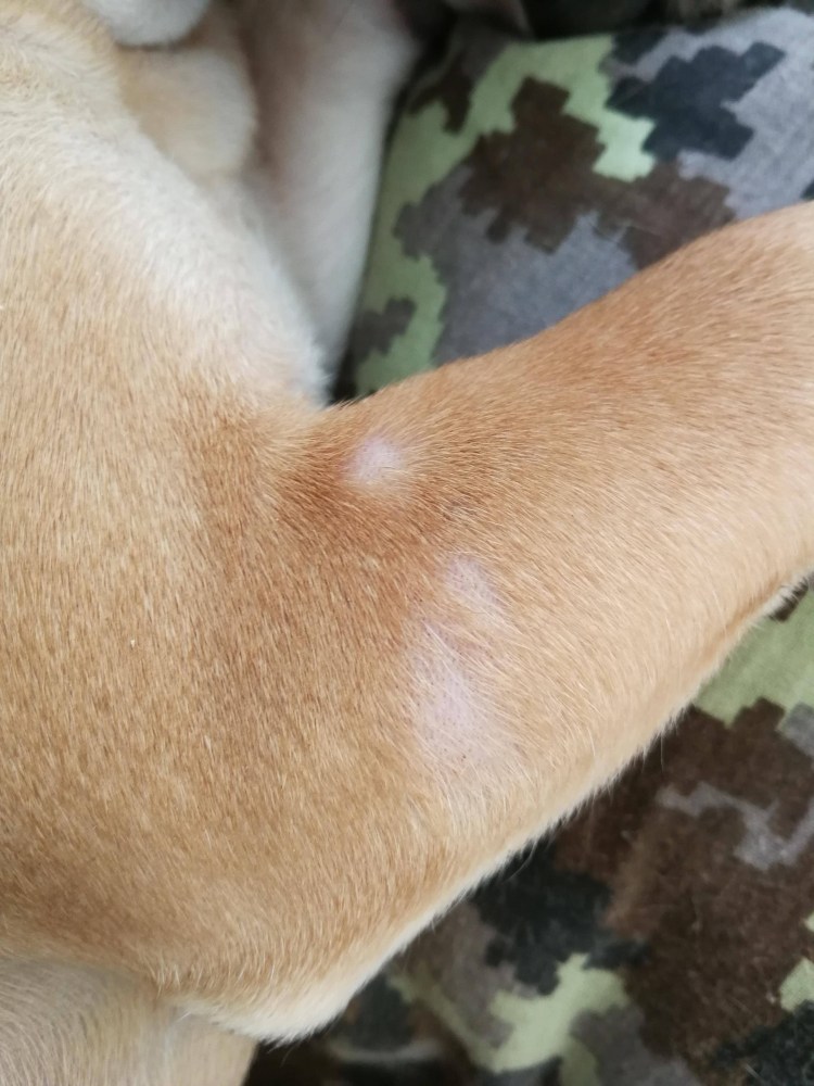 Укусы блох на теле собаки