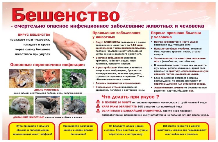 Саркоптоз демодекоз нотоэдроз