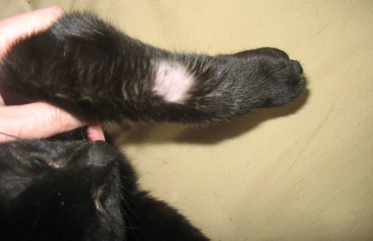 Пироплазмоз собак Ветеринария