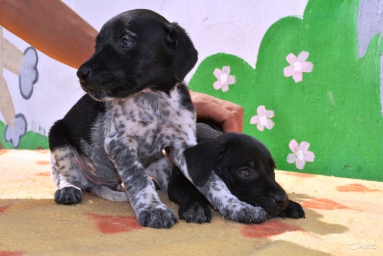 Метис курцхаара и бигля