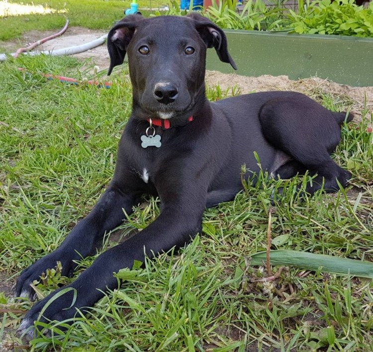 Метис курцхаара и лабрадора