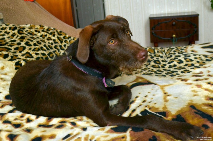 Метис дратхаара