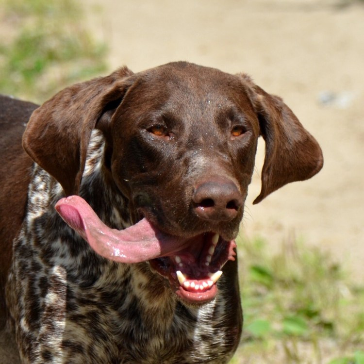 Курцхаар шоколадный