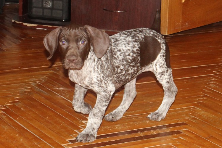 Курцхаар и русский спаниель