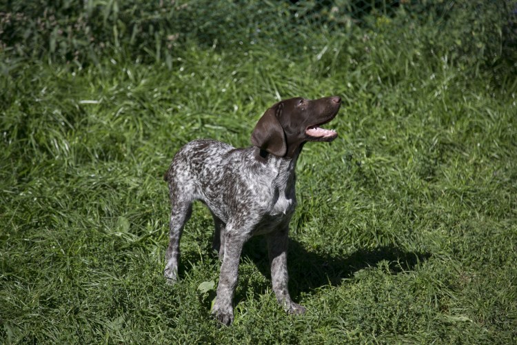 Метис курцхаара