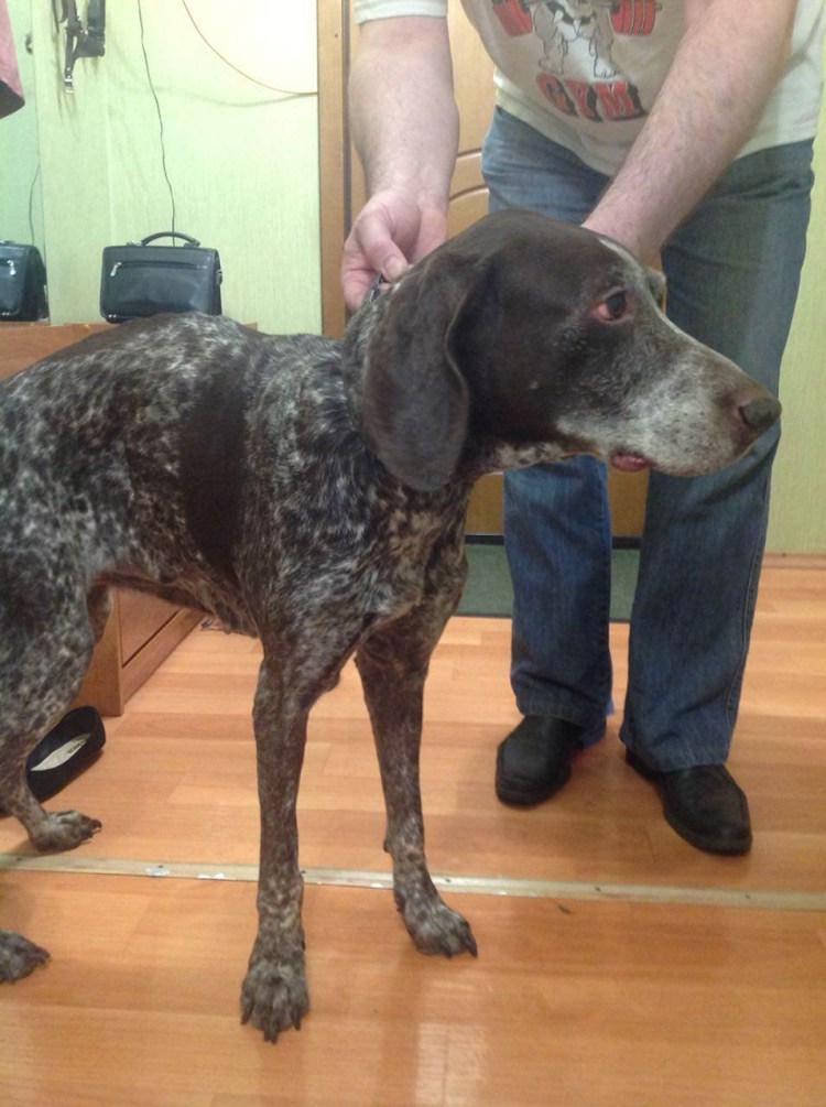 Метис курцхаара