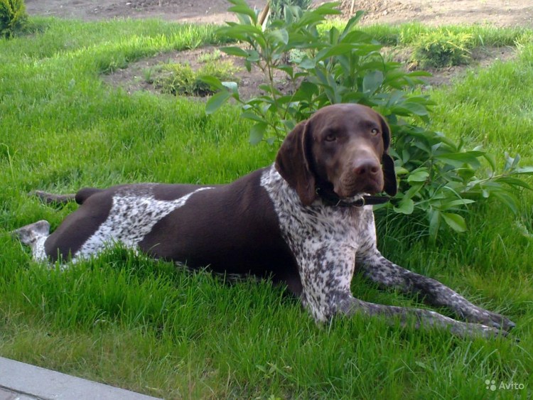 Курцхаристый дратхаар