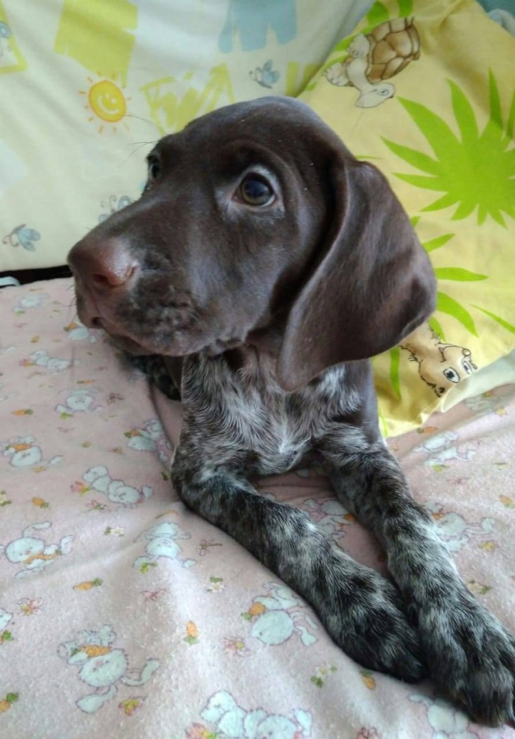 Метис курцхаара