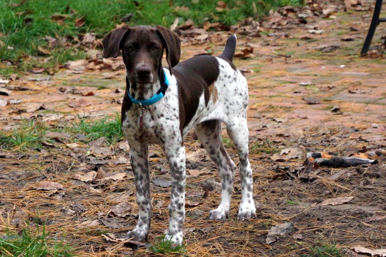 Лабрадор дратхаар