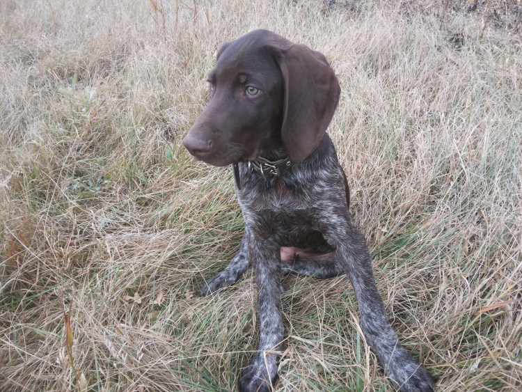 Метис курцхаара и дратхаара