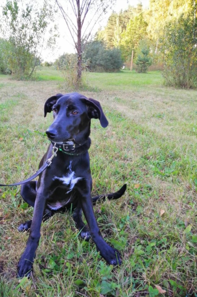 Метис пойнтера и курцхаара