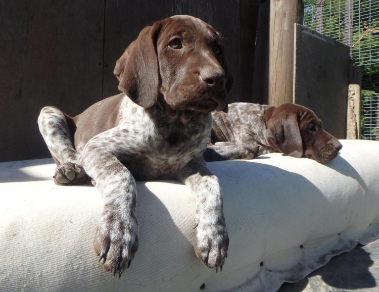 Эстонская гончая и Курцхаар