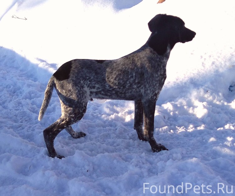 Помесь курцхаара и лайки