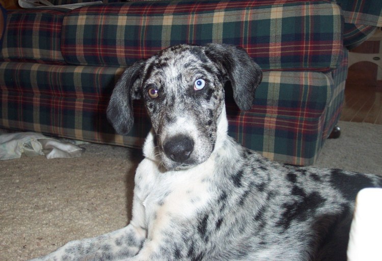 Курцхаар и спаниель помесь