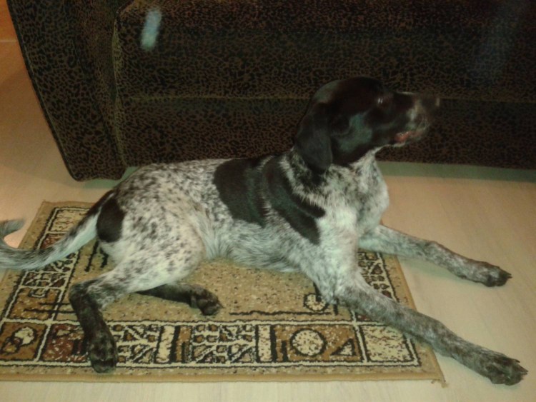 Метис Пойнт курцхаара