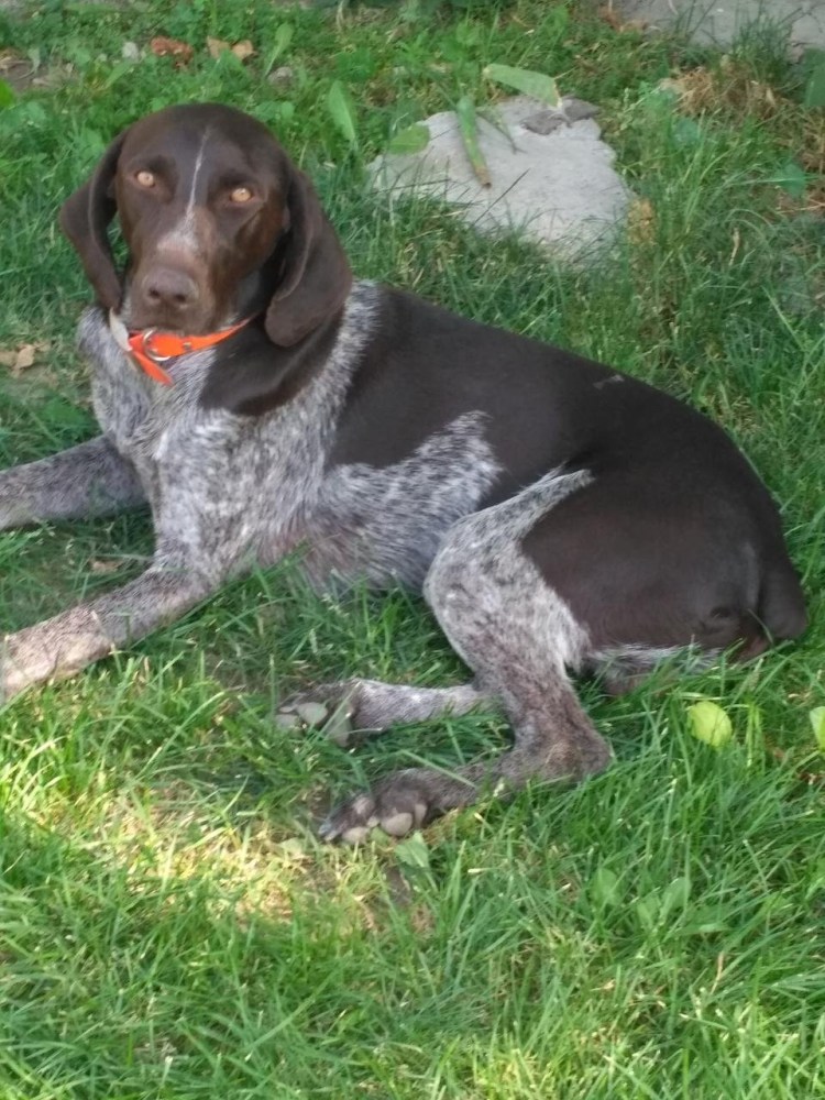 Курцхаар лапы