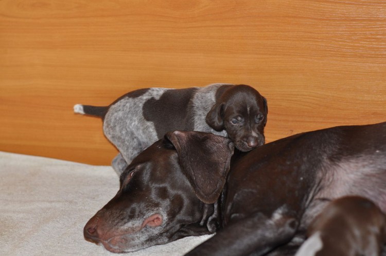 Курцхаар щенки двухмесячные