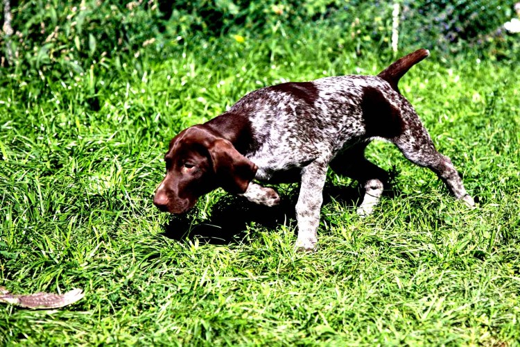 Курцхаар с лайкой