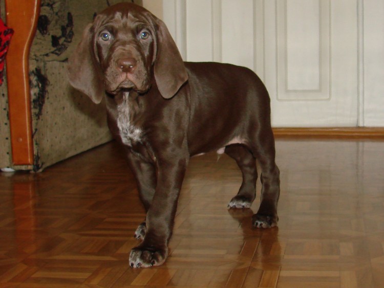 Метис далматинец Стаффорд