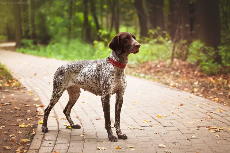 Метис курцхаара и лабрадора
