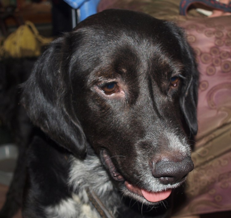 Метис курцхаара и лабрадора