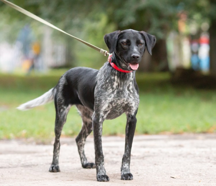 Метис курцхаара