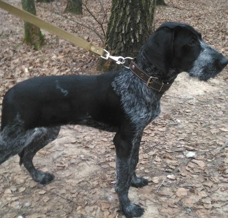 Метис курцхаара и дратхаара