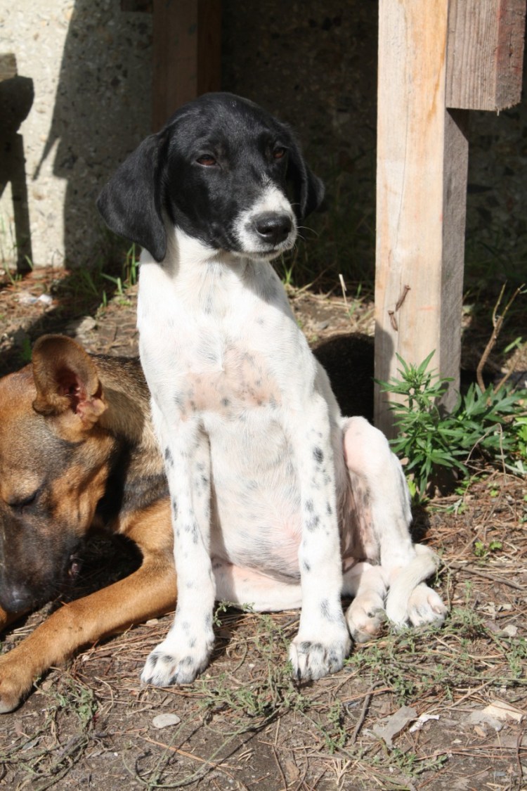 Курцхаар со спаниелем