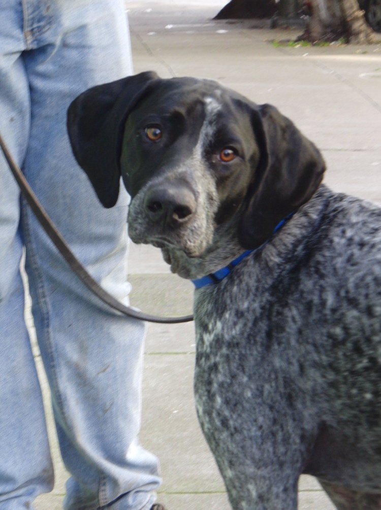 Коричневый Пойнтер Джек