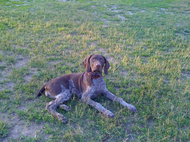 Русская гончая и Курцхаар метис