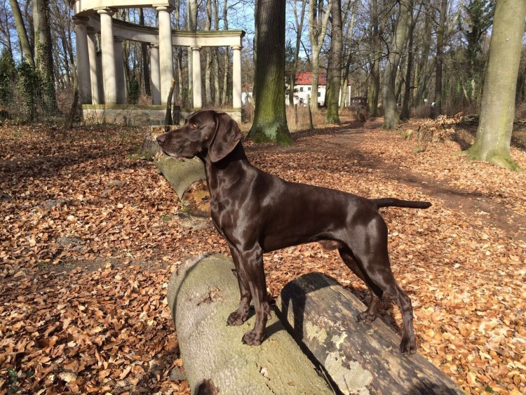 Охотничья собака породы Курцхаар черный