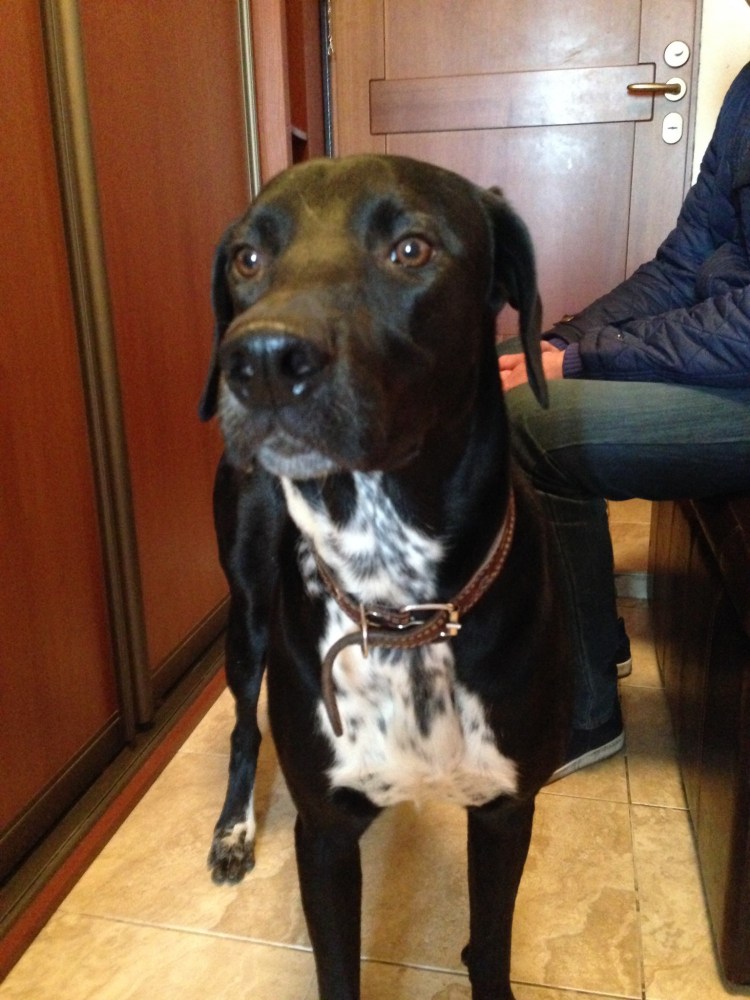 Метис дратхаара и лабрадора