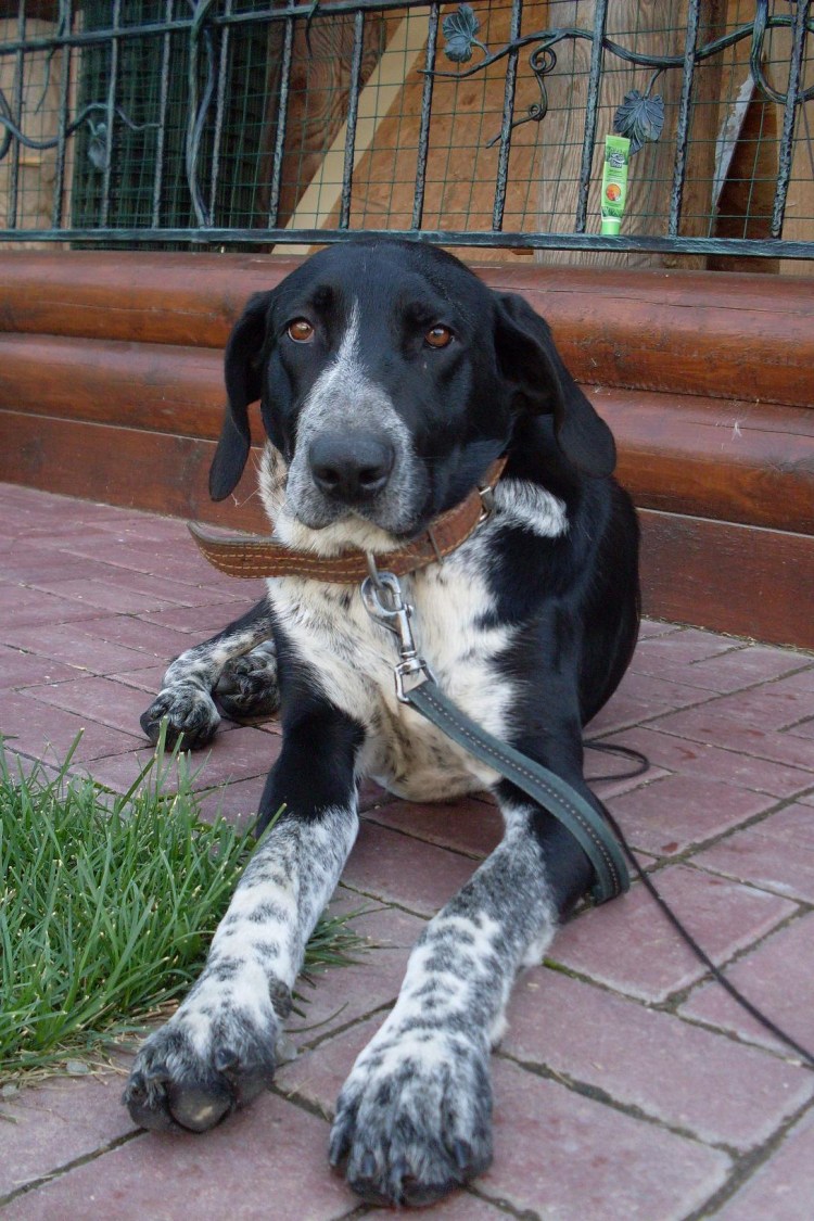 Курцхаар со спаниелем