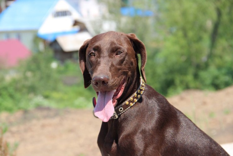 Дратхаар и лайка