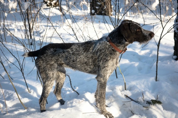 Грейстер собака