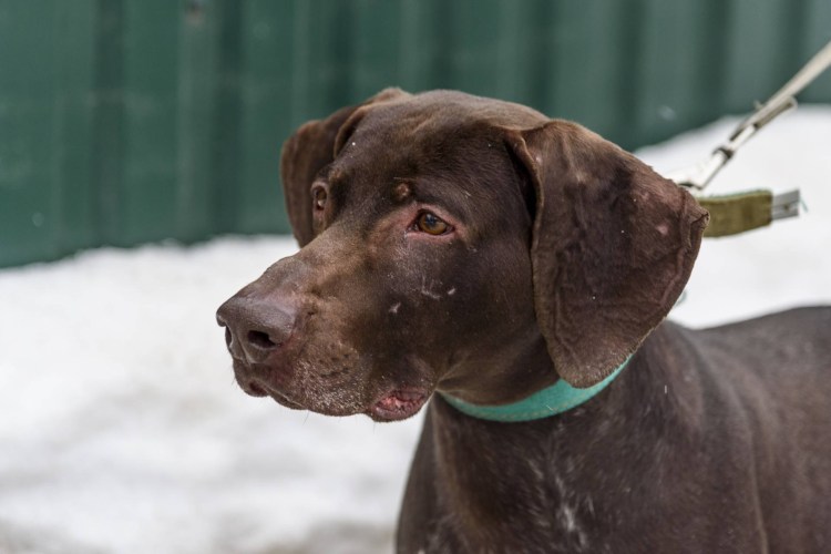 Курцхаар и лабрадор