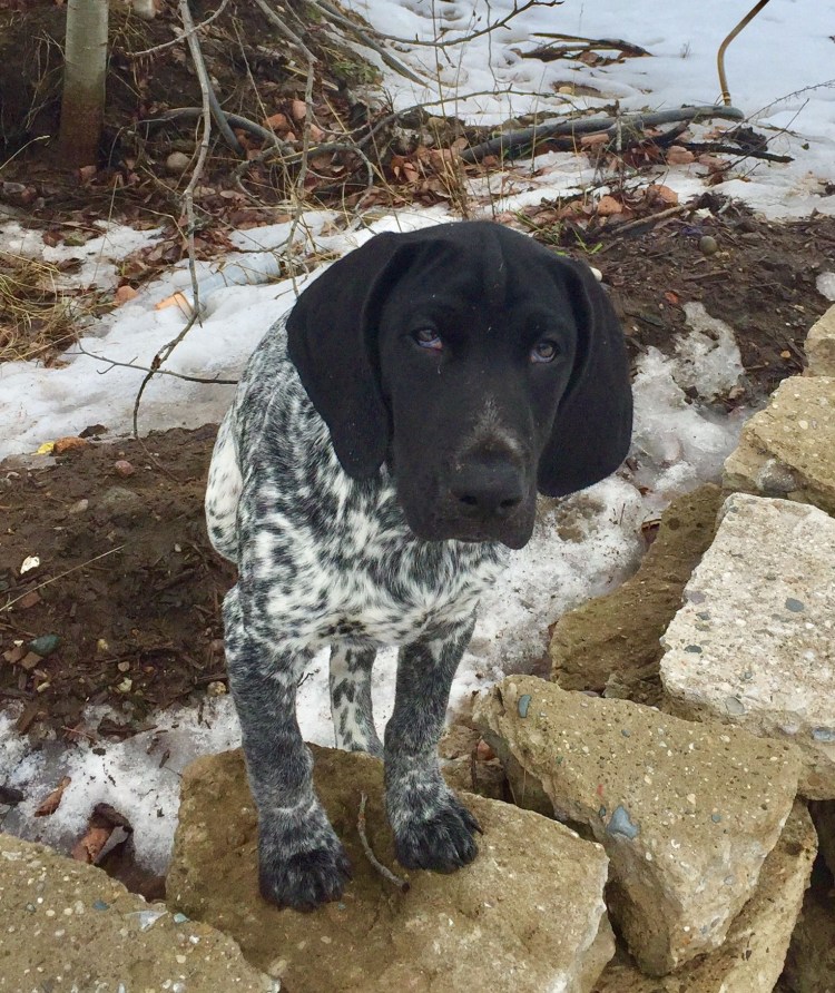 Курцхаар и спаниель помесь