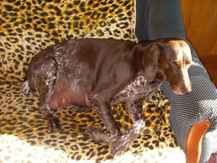 Курцхаар черный