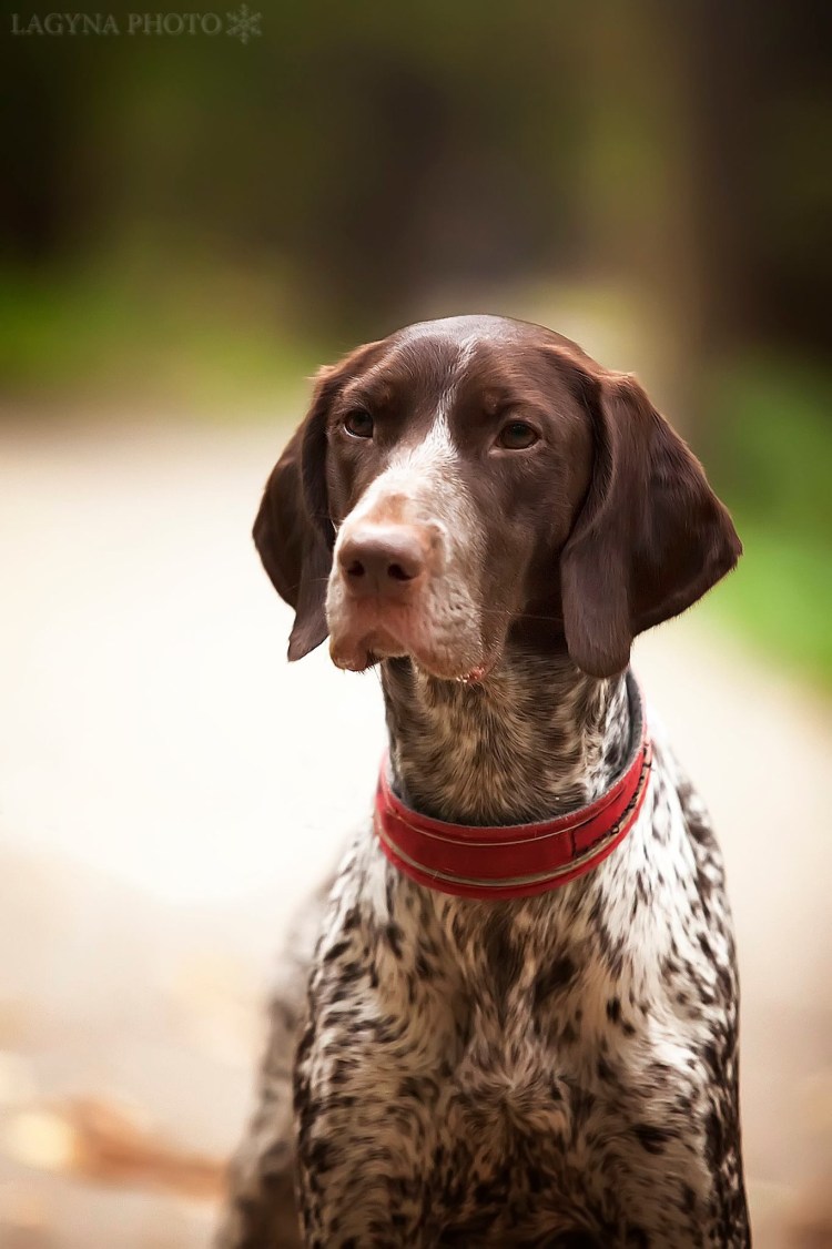 Метис курцхаара