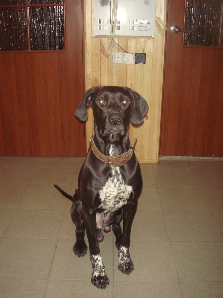 Курцхаар и лабрадор