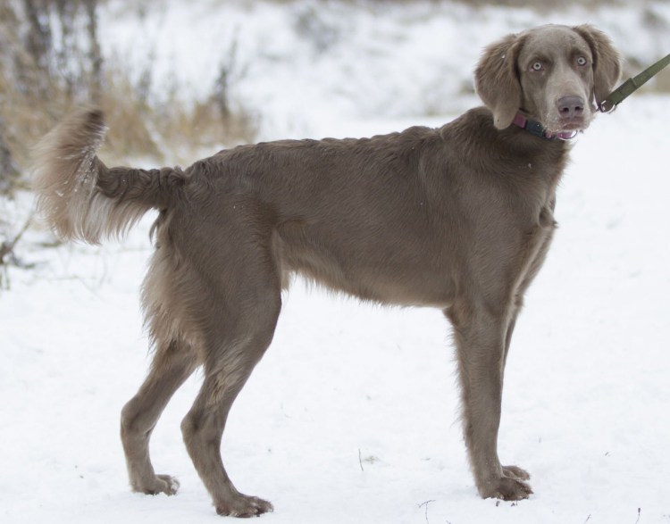 Метис курцхаара