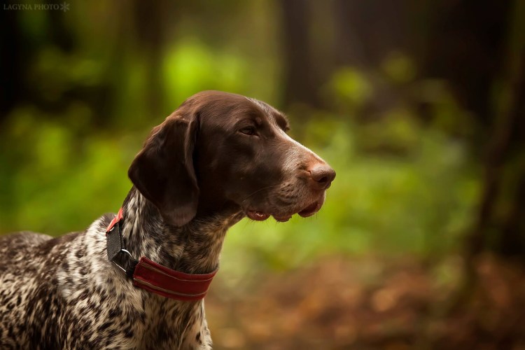 Ездовой метис грейстер