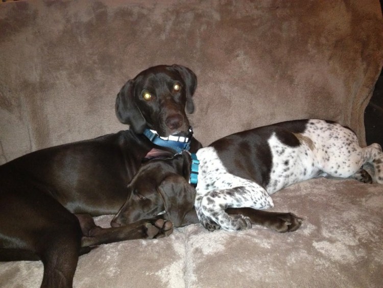 Метис курцхаара черный