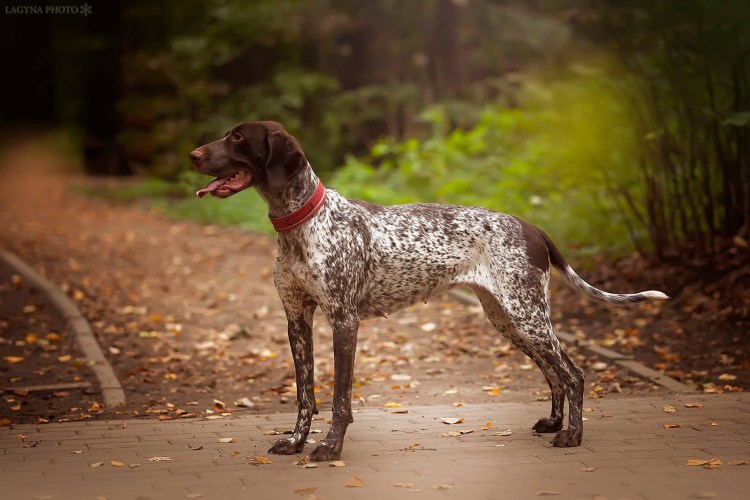 Метис пойнтера и курцхаара