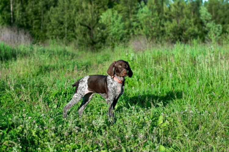 Метис курцхаара